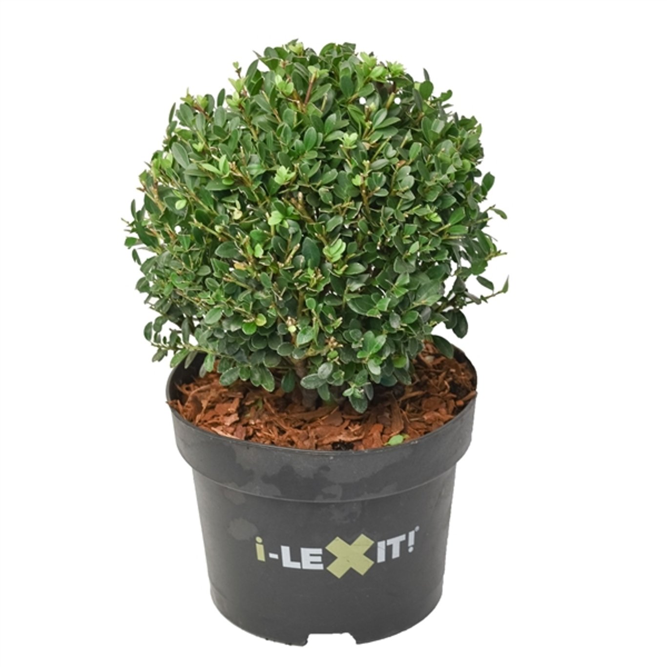 Ilex crenata 'Dark Green'® - 20 CM Ball Cont.